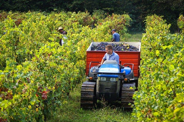 Super Tuscan Wine Tour by Carus Vini