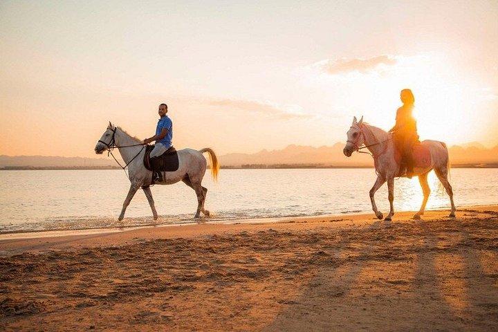 乗馬＆キャメルビーチ,砂漠,スイム,サンライズ＆サンセット-フルガダ