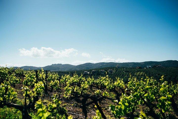 Spaniens vinresa: 5 ursprungsbeteckningar, 3 dagar