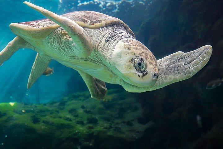 タンパのフロリダ水族館一般入場