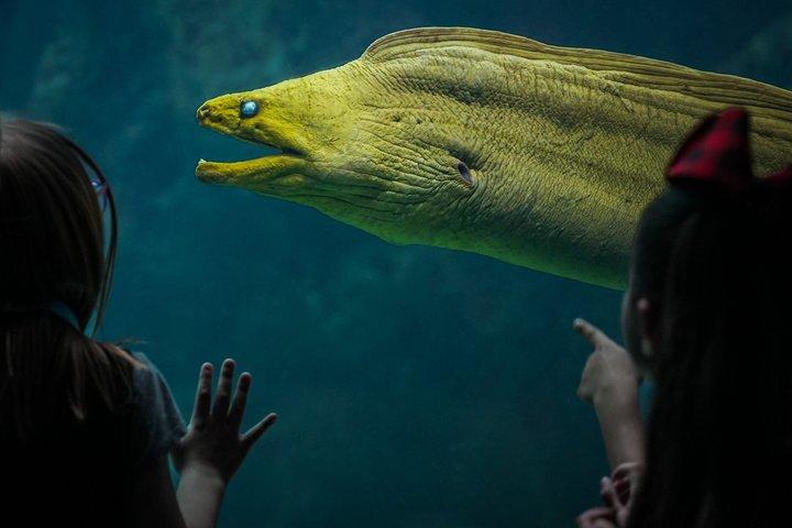 Das Florida Aquarium in Tampa Allgemeiner Eintritt