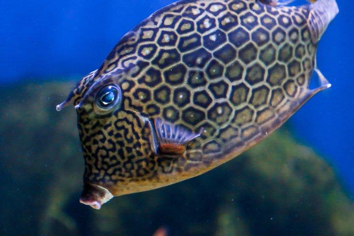 タンパのフロリダ水族館一般入場