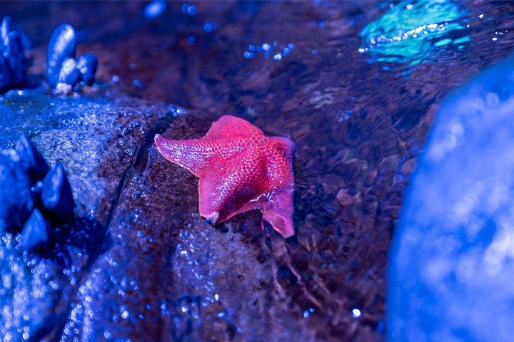 タンパのフロリダ水族館一般入場
