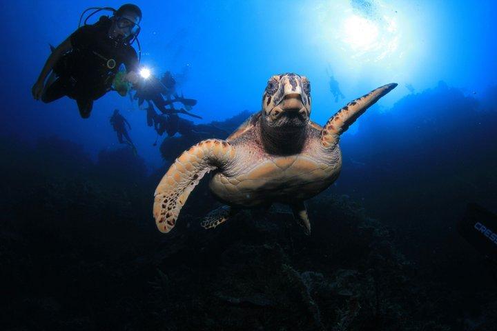 Night Snorkeling at Blue Heron Bridge – Guided Group Experience