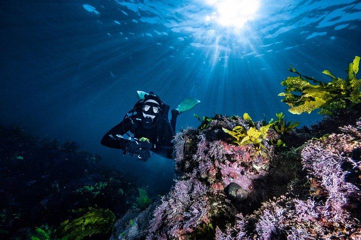 Immersioni subacquee guidate a Sydney
