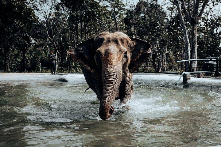 Phuket Elephant Nature Reserve Ethical Sanctuary