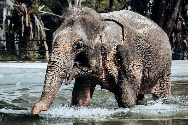 Phuket Elephant Nature Reserve Ethical Sanctuary