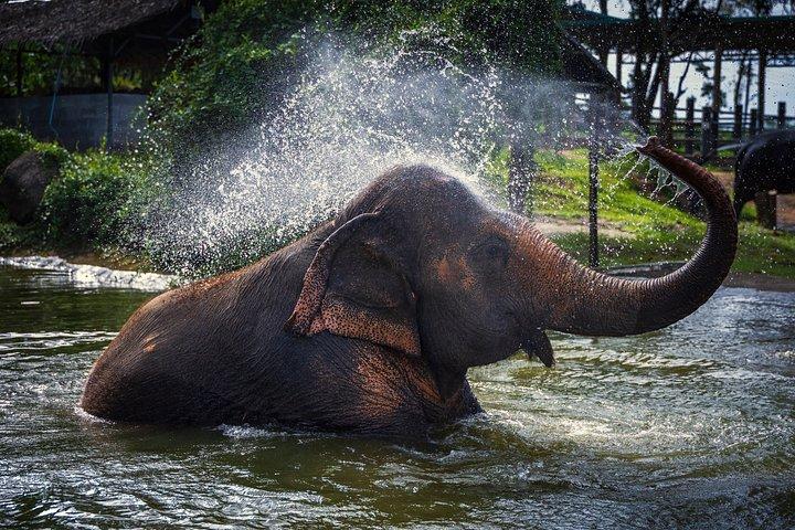 Phuket Elephant Nature Reserve Ethical Sanctuary