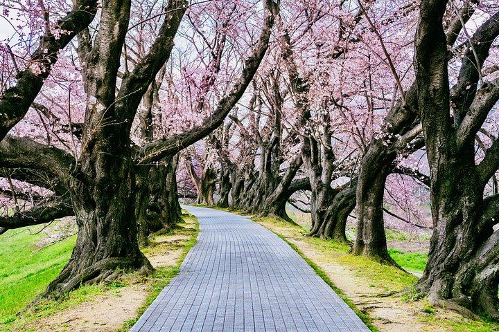 京都の見どころ：英語ドライバー付きカスタムプライベートツアー