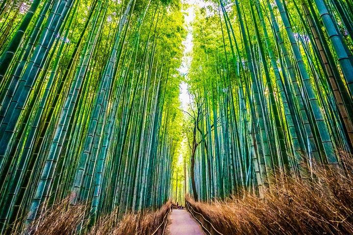京都の見どころ：英語ドライバー付きカスタムプライベートツアー