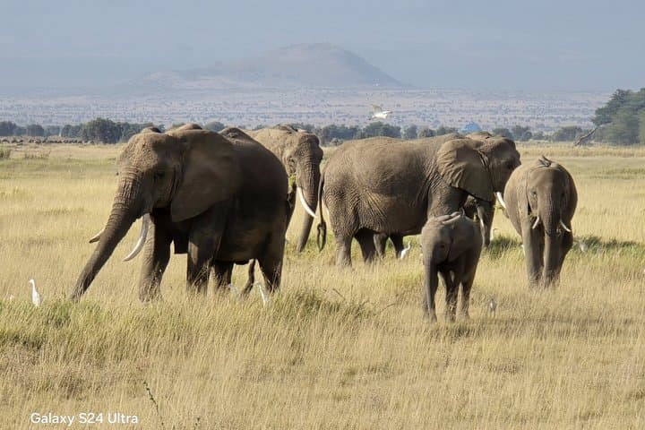Luxury Amboseli Safari Elephants and Kilimanjaro Views