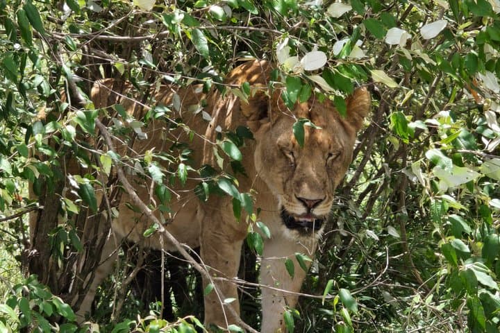 Luxury Amboseli Safari Elephants and Kilimanjaro Views