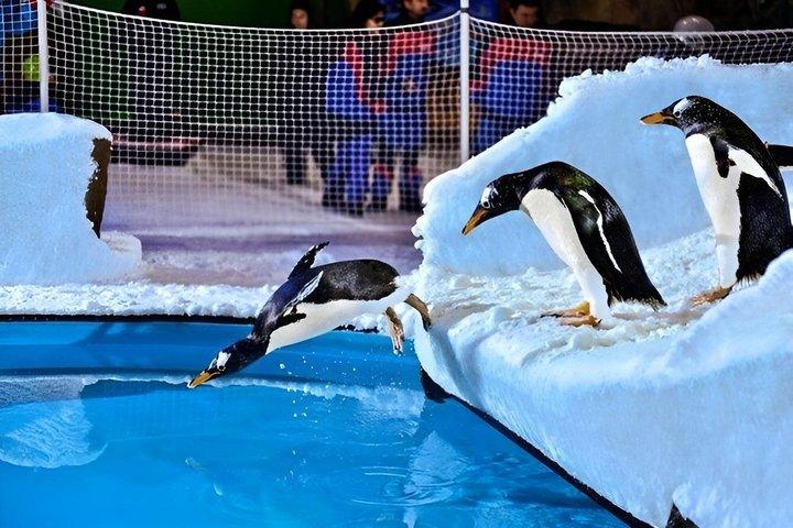 Sci Dubai Snow Park Esperienza Dubai