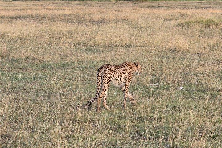 9 - Tage Epische Kenia Safari Große Wanderung und Kilimandscharo Aussicht