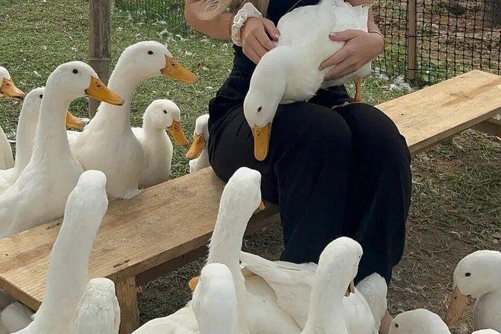 Duck Stop Eco Farm alimenta os patos e aprende a vida na fazenda com transferência