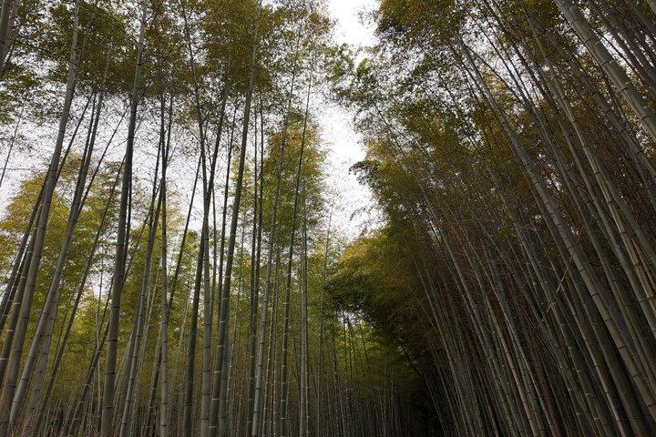 竹の森京都ウォーキング佐賀亀尾町ツアー