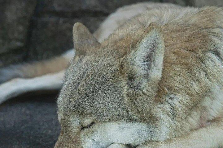 グラナダ発ロボ公園とトルカル・デ・アンテケーラ日帰り旅行