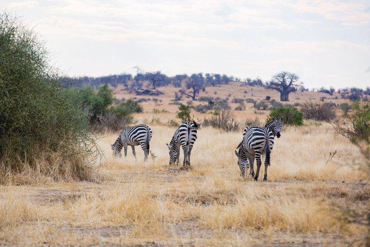 タランギーレとンゴロンゴロ クレーターへの 3 日間のプライベート予算サファリ