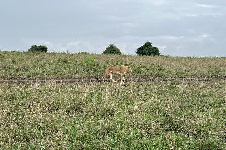 ナイロビ国立公園、ケニアランチ＆ショッピング半日