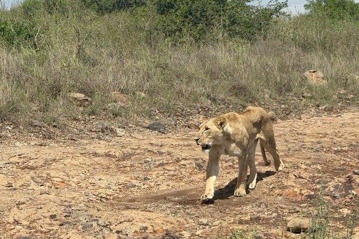 Nairobi National Park, Kenyan Lunch and Shopping Half Day