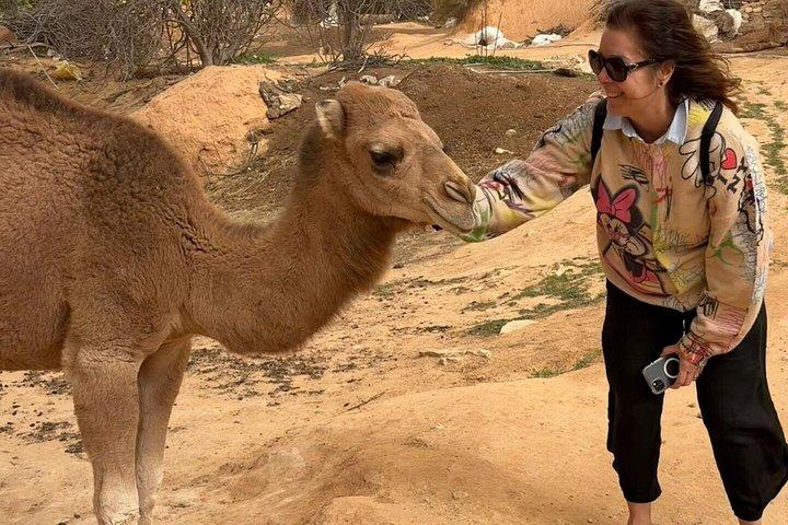 The Best of Tunisia ,Mediterranean,ruins and desert