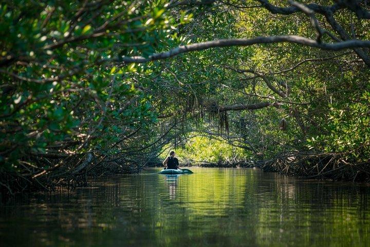 Guide til mangrove tunnel kajaktur på Lido Key