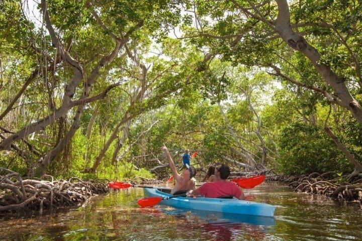 Guide til mangrove tunnel kajaktur på Lido Key