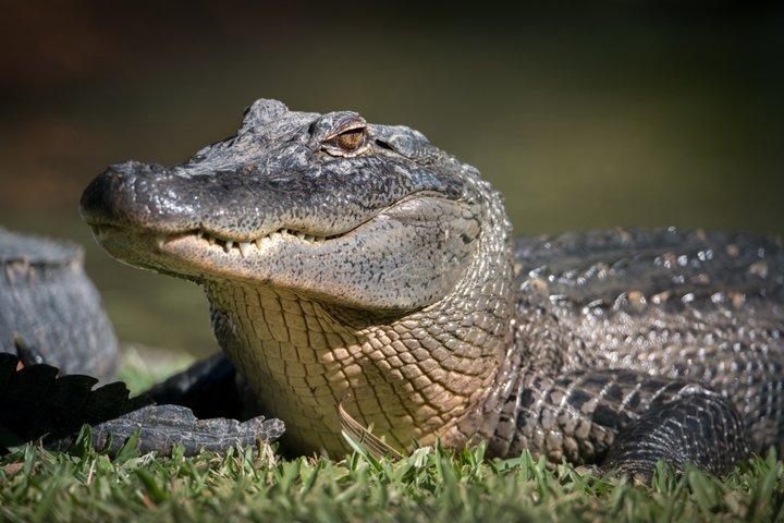 Excursión de un día al zoológico de Australia desde Brisbane