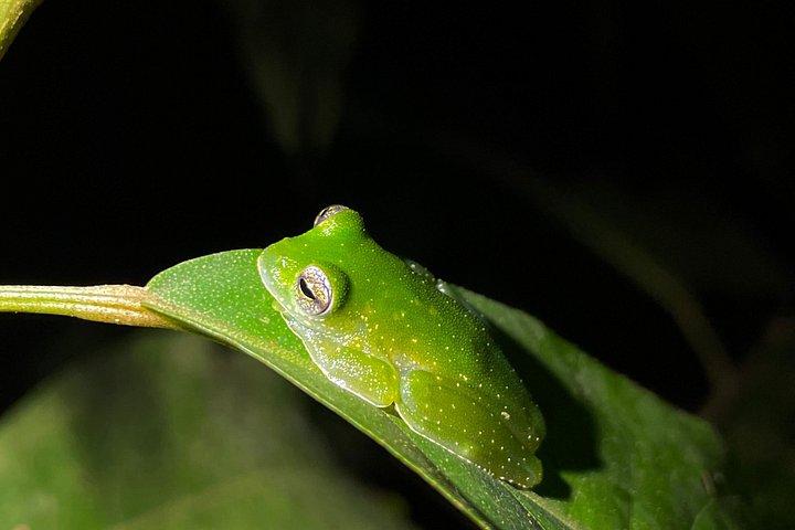 Jungle Night Tour Manuel Antonio