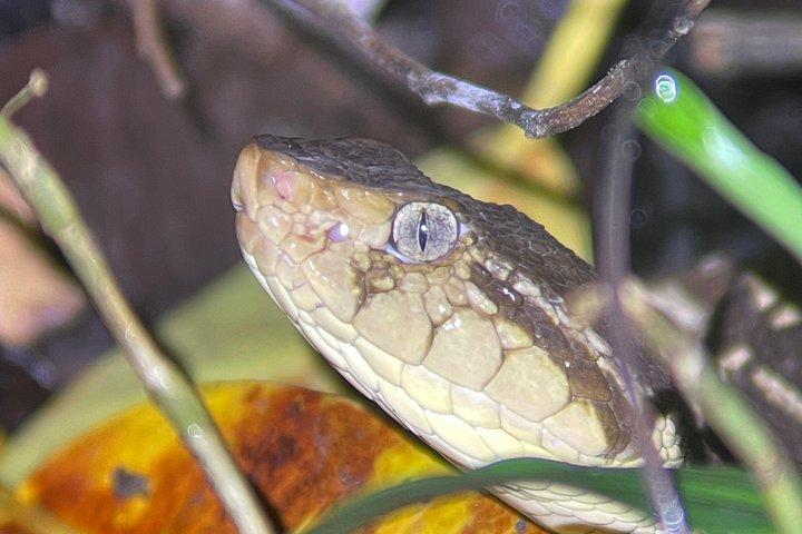 Jungle Night Tour Manuel Antonio