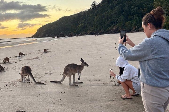 Hoteller i nærheden af Airlie Beach: Kangaroo's on the Beach at Sunrise Eco Wildlife Tour
