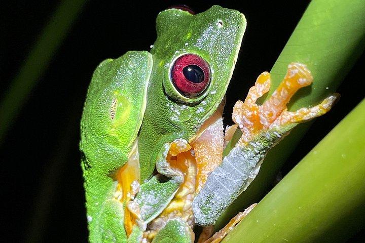 Jungle Night Tour Manuel Antonio