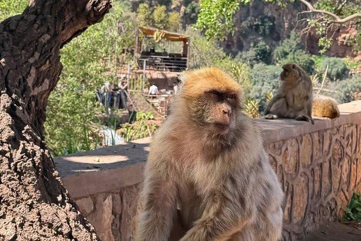 Marrakesh: Ouzoud Waterfalls & Boat Trip & Local Guide