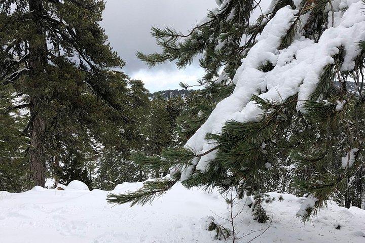 A Day in the Troodos Mountains – Nature, Wine & Tradition