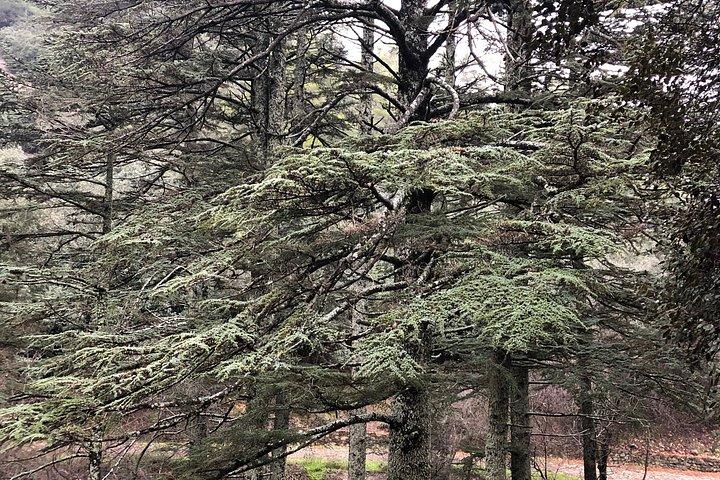 A Day in the Troodos Mountains – Nature, Wine & Tradition