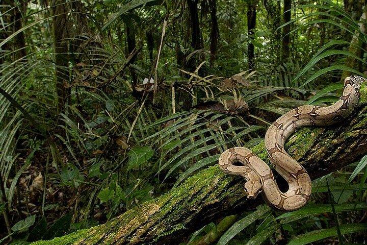 Kanneliya Rainforest Trek from Galle