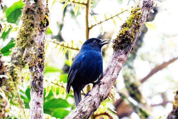Kanneliya Rainforest Trek from Galle