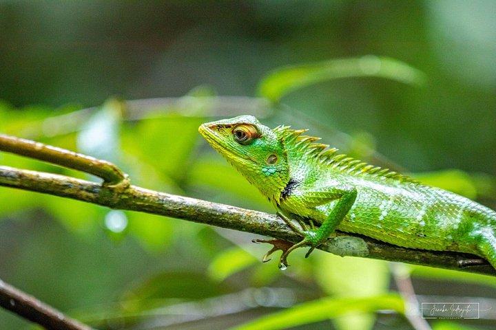 Kanneliya Rainforest Trek from Galle
