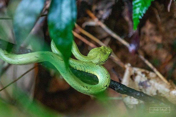 Kanneliya Rainforest Trek from Galle