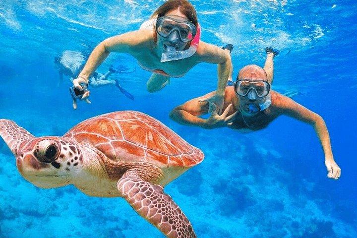 ハルガダから：パラダイスアイランド1日シュノーケリングツアー