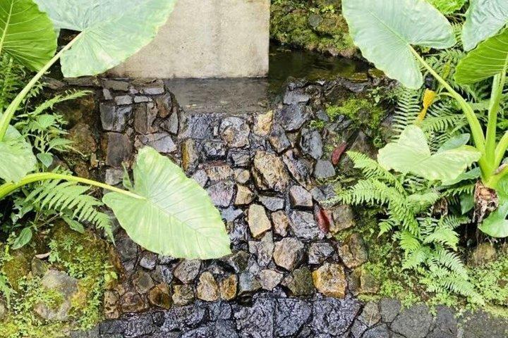 サンノゼ・ハシエンダ・ラ・チンバ・コーヒー体験ツアー