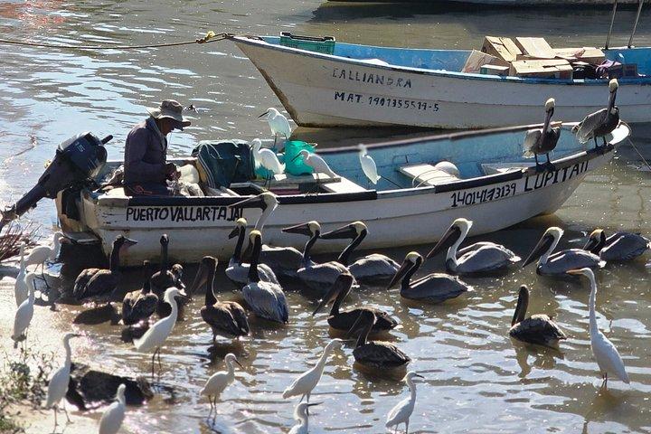 プエルトバジャルタの6つのビーチ沿いの海岸とジャングルのハイキングツアー