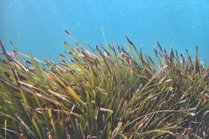 Mergulho com snorkel privado em Menorca com guia local - Atividades subaquáticas em Fornells
