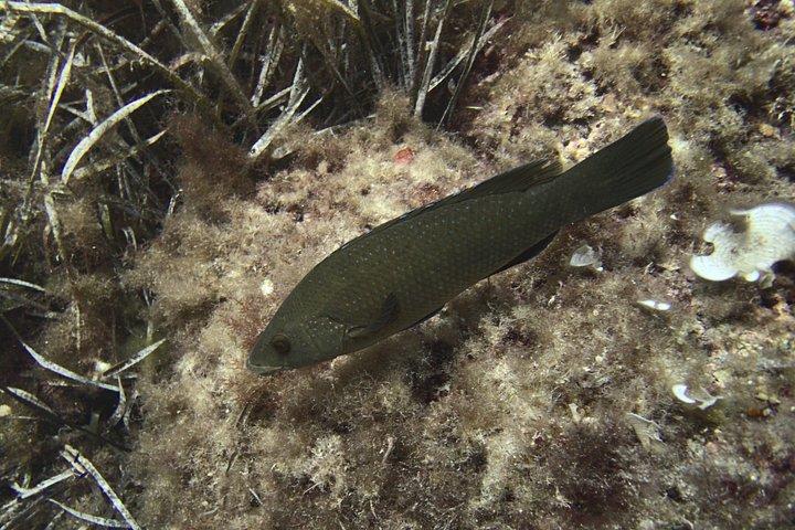 メノルカ島での地元ガイド付きプライベートシュノーケリング - フォルネルスでの水中アクティビティ