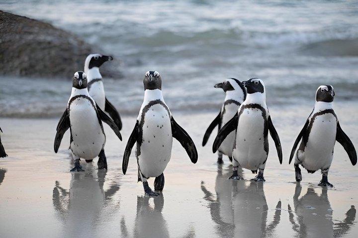 Table Mountain Capo di Buona Speranza e Boulders Beach Tour