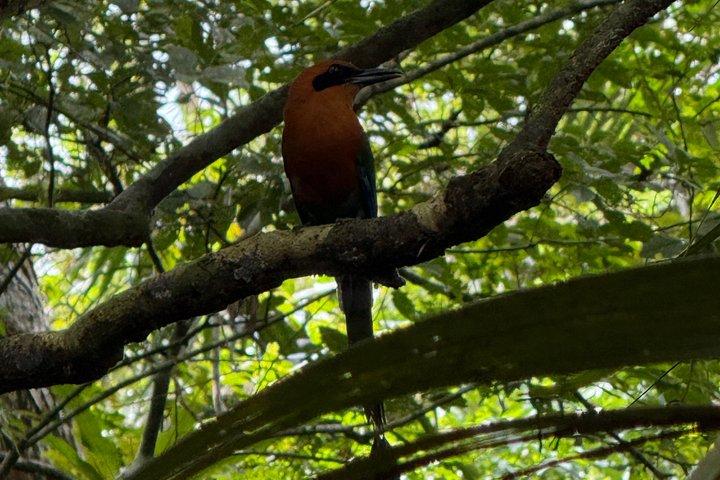 熱帯雨林ジャングルウォークでパナマ運河とガトゥン湖を散策