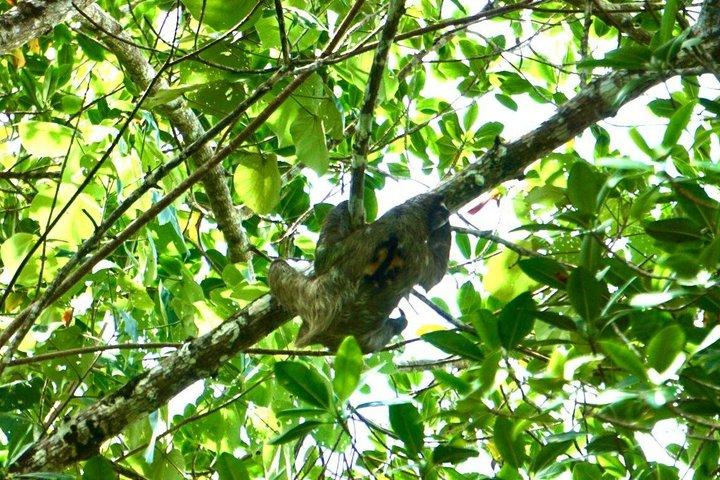 Tour de Kayak y Observación de Perezosos en Punta Uva