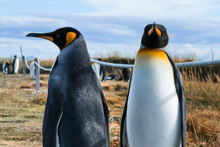 Il pinguino reale e la navigazione attraverso lo stretto di Magellano