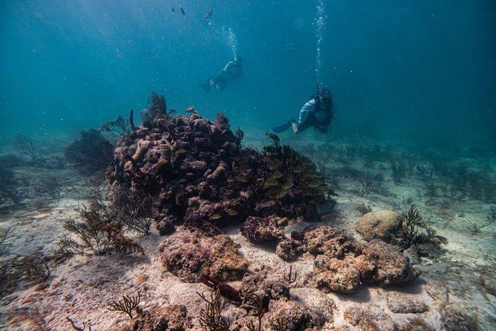 Try Scuba in Puerto Morelos Your First Dive on the Reef