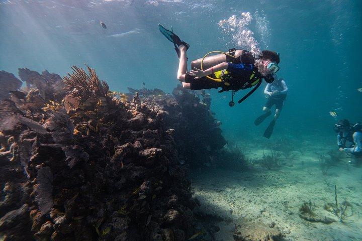 Try Scuba in Puerto Morelos Your First Dive on the Reef